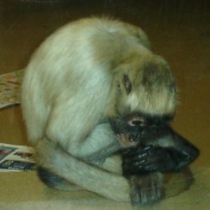 Meet your Posher, Jamie